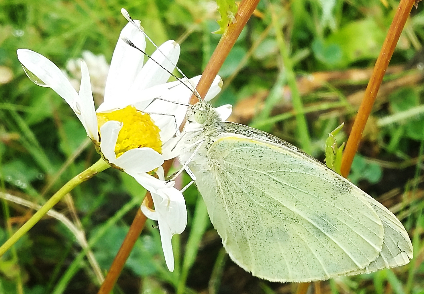Cabbage white Butterfly