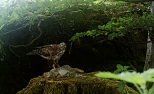 Buzzard - captured by a trail cam in a field near Brough feeding on a dead rabbit
