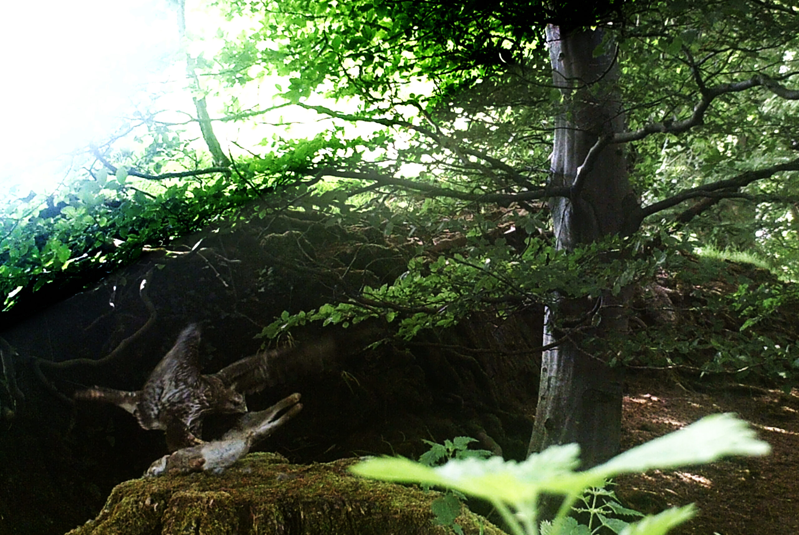 Buzzard - captured by a trail cam in a field near Brough, The rabbit was placed there to entice him down